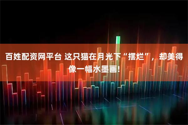 百姓配资网平台 这只猫在月光下“摆烂”，却美得像一幅水墨画!